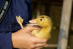 Duckling being held by Marie Anna Lee
