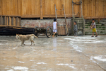 Dimen village dog with children