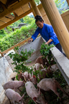 Wu Lianming feeding pigs
