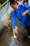 Wu Lianming cleaning pig pen