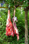 Ox leg bones hanging on a pole