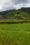 Paddy fields at the edge of the village