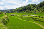 Paddy fields, river and road to Dimen by Marie Anna Lee