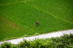 Man using insecticide in paddy field by Marie Anna Lee