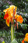 Yellow and orange iris