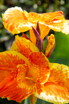 Yellow and orange iris by Marie Anna Lee