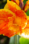 Yellow and orange iris by Marie Anna Lee