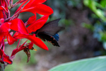 Butterfly on red iris