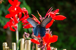 Butterfly on red iris