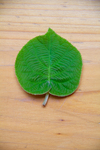 Chinese gooseberry leaf
