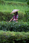 Girl picking tea leaves by Marie Anna Lee