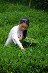 Young girl picking tea leaves by Marie Anna Lee