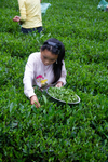 Young girl picking tea leaves by Marie Anna Lee