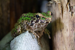 Spotted frog