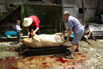 Preparing slaughtered pig