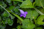 Purple flower by Marie Anna Lee