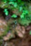 Spider by Marie Anna Lee
