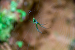 Spider by Marie Anna Lee