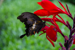 Butterfly on a red Canna indica by Marie Anna Lee