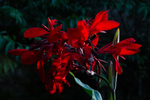 Red Canna indica
