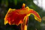 Orange Canna indica by Marie Anna Lee