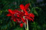 Red Canna indica by Marie Anna Lee