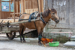 Horse-drawn cart and chicken by Anastasya Uskov