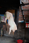 Hanging pig carcass