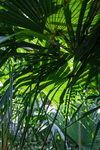 Palm fronds by Marie Anna Lee