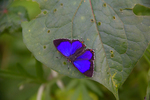 Blue butterfly by Marie Anna Lee