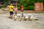 Kids herding ducks by Marie Anna Lee