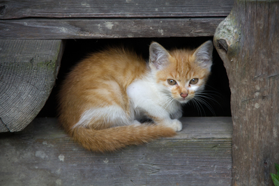 cute kitten in wood