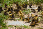 Ducklings by Marie Anna Lee