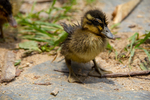 Duckling by Marie Anna Lee