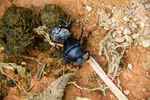 Dung beetles by Marie Anna Lee