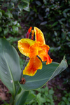 Canna lily by Marie Anna Lee