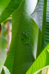 Frog on banana leaf