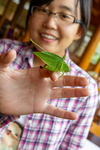 Leaf grasshopper by Marie Anna Lee
