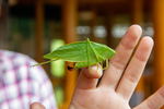 Leaf grasshopper