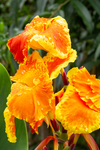 Canna indica lily