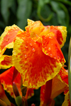 Canna indica lily by Marie Anna Lee