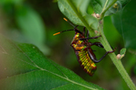 Insect with golden underbelly