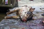 Slaughtered pig