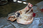 Slaughtered pig head