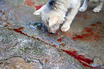 Dog licking pig blood off pavement