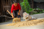 Drying rice by Marie Anna Lee