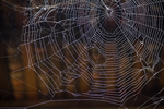 A spider web by Marie Anna Lee
