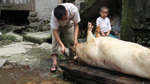 Preparing slaughtered pig