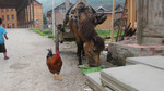 Horse-drawn cart and chicken