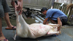 Cutting open slaughtered pig